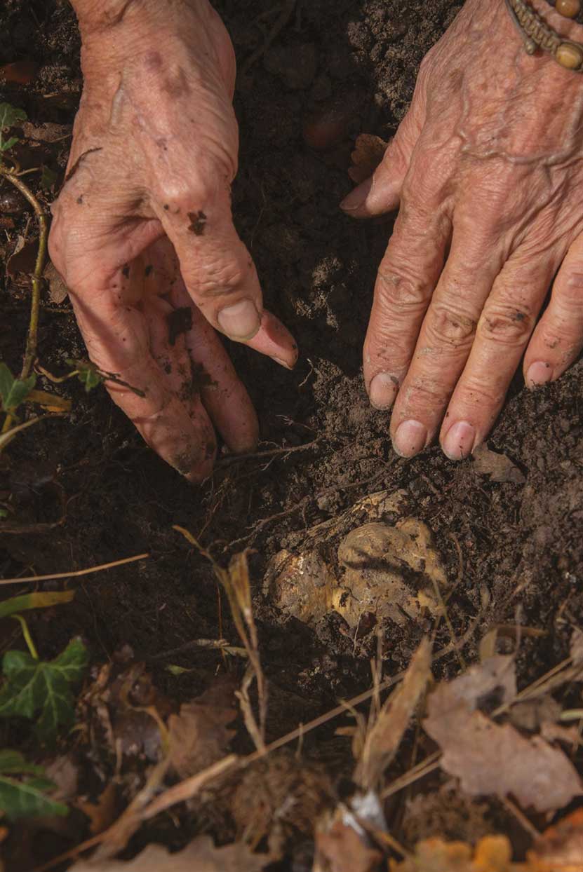 Ricerca Tartufo