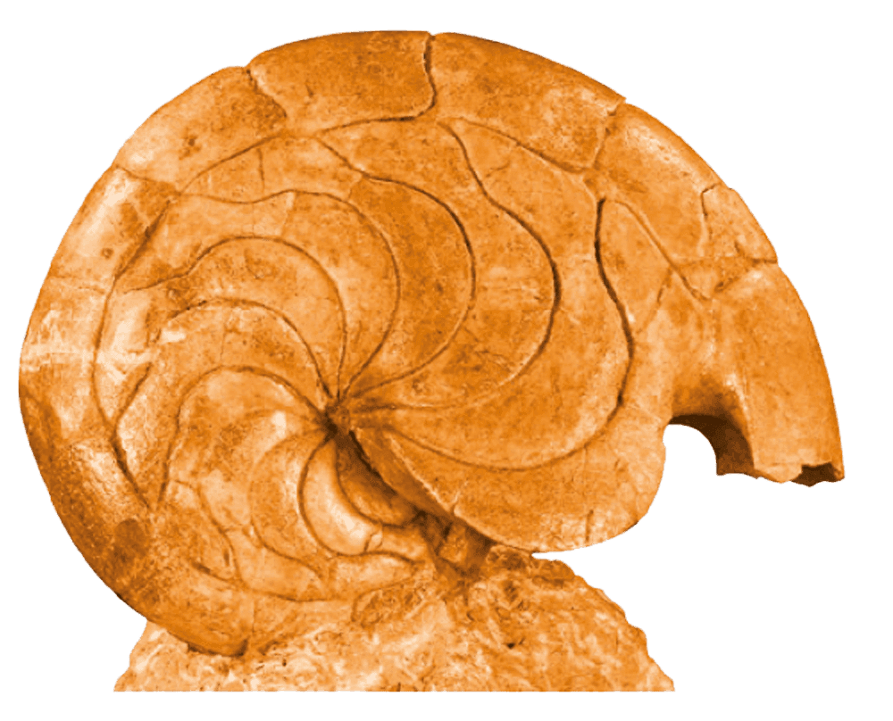 0ca5ae759246588f67c44497c0076cab